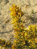 gorse